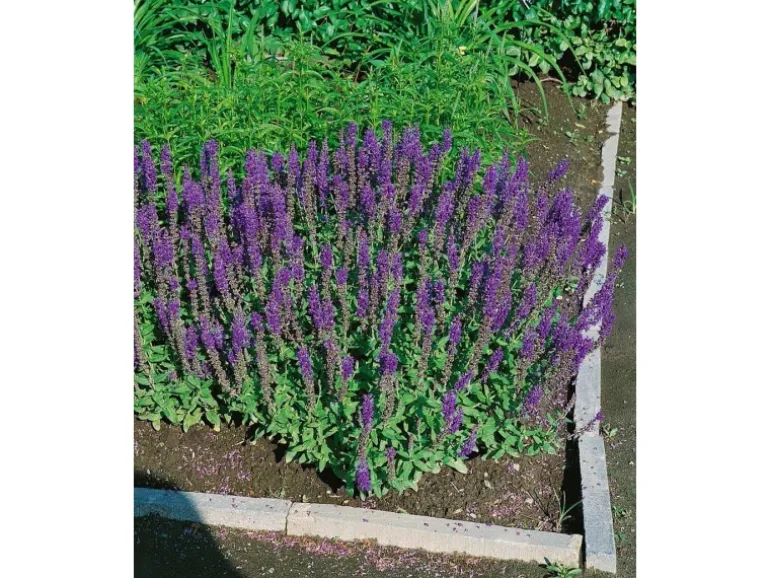 Salvia Nemorosa Blaukönigin Steppen-Salbei Ca. 9x9 cm Topf