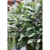 Salvia Officinalis Purpurascens Echter Salbei Ca. 9x9 cm Topf