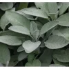 Salvia Officinalis Würzburg Echter Salbei Ca. 9x9 cm Topf