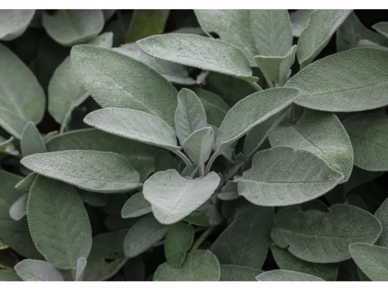 Salvia Officinalis Würzburg Echter Salbei Ca. 9x9 cm Topf