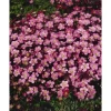 Saxifraga X Arendsii Ingeborg Moossteinbrech Ca. 9x9 cm Topf