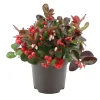 Scheinbeere "Big Berry" Weiß-Rosa Topf-Ø ca. 10,5 cm Gaultheria procumbens