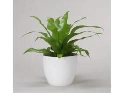 Scheurich Übertopf 920 Ø 25 cm Alaska