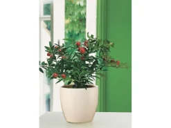 Scheurich Übertopf 920 Ø 13 cm Creme
