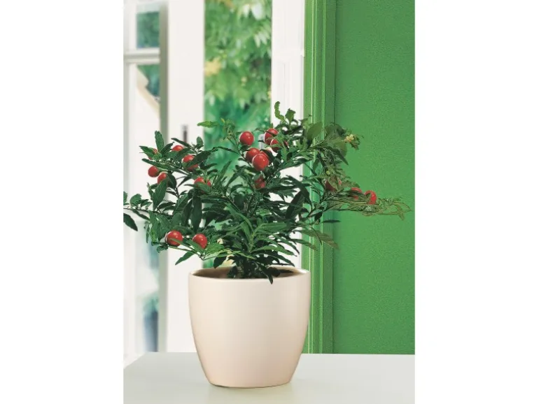 Scheurich Übertopf 920 Ø 19 cm Creme