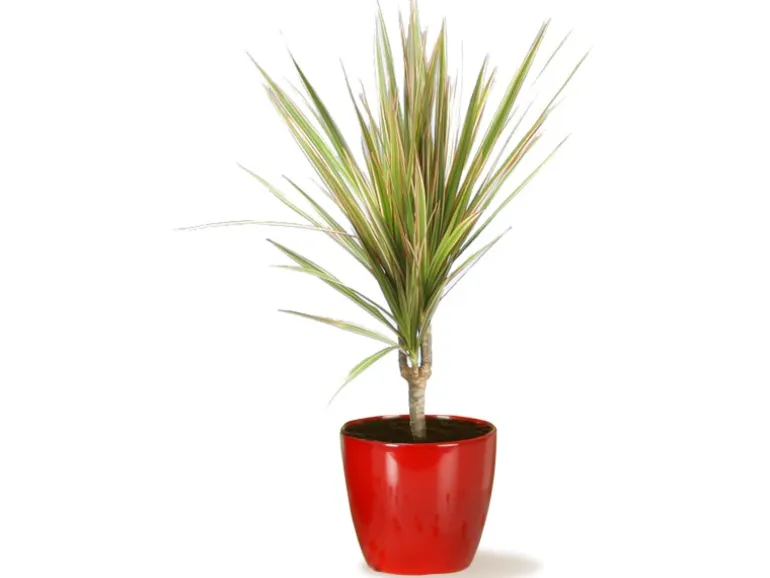 Scheurich Übertopf 920 Ø 13 cm Energy Red