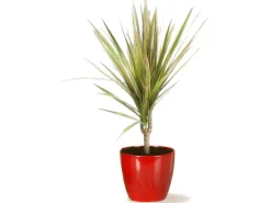 Scheurich Übertopf 920 Ø 16 cm Energy Red