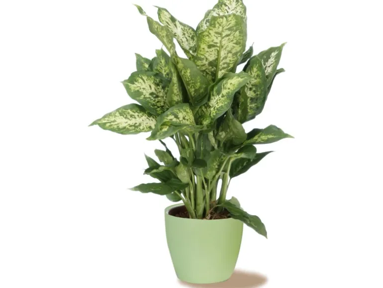 Scheurich Übertopf 920 Ø 19 cm Light Green