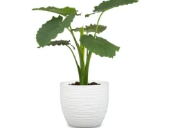 Scheurich Übertopf 866 Ø 19 cm Panna