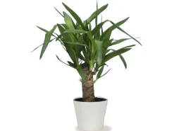 Scheurich Übertopf 808 Ø 19 cm Panna