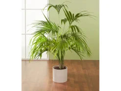 Scheurich Übertopf 828 Ø 19 cm Sesame