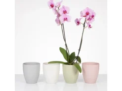 Scheurich Orchideentopf 620 Ø 13 cm x 15 cm Light Grey