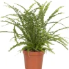 Schwertfarn "Duffy" Topf-Ø ca. 12 cm Nephrolepis