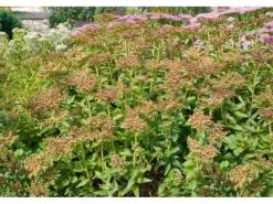 Sedum Aizoon Fetthenne Ca. 9x9 cm Topf
