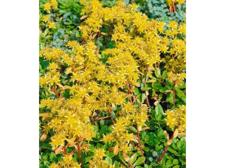 Sedum Hybridum Immergrünchen Fetthenne Ca. 9x9 cm Topf