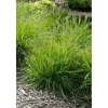 Sesleria Autumnalis Herbst-Kopfgras Ca. 9x9 cm Topf Ziergras