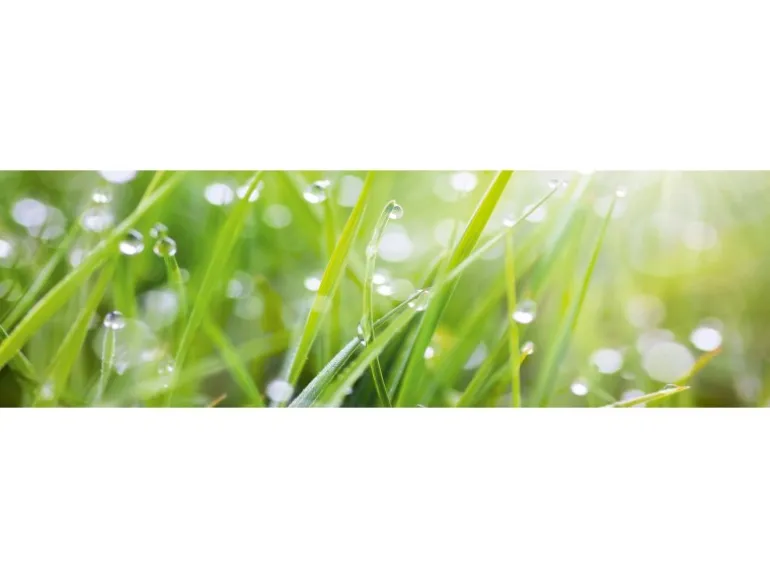 Spritzschutz-Rückwand WandArt easy 200 cm x 58,5 cm Grass (D4002P BRIL) FSC®
