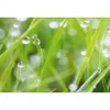 Spritzschutz-Rückwand WandArt easy 120 cm x 58,5 cm Grass (D4002P BRIL) FSC®
