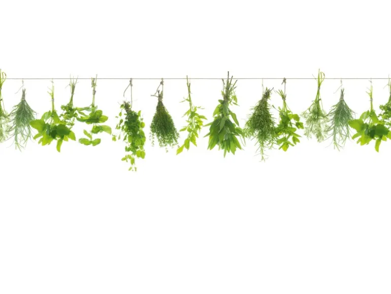 Spritzschutz-Rückwand WandArt easy 80 cm x 58,5 cm Herbs Line (D3106P BRIL) FSC®