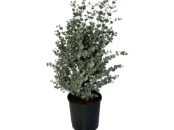 Sunny-Tree Eucalyptus Gunnii 'Azura' 90 cm  Winterhart
