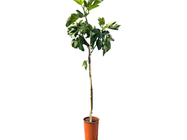 Sunny-Tree Feigenbaum Obstbaum Ficus Carica mit Süße Essbare Feige 160 cm Winterhart bis -18