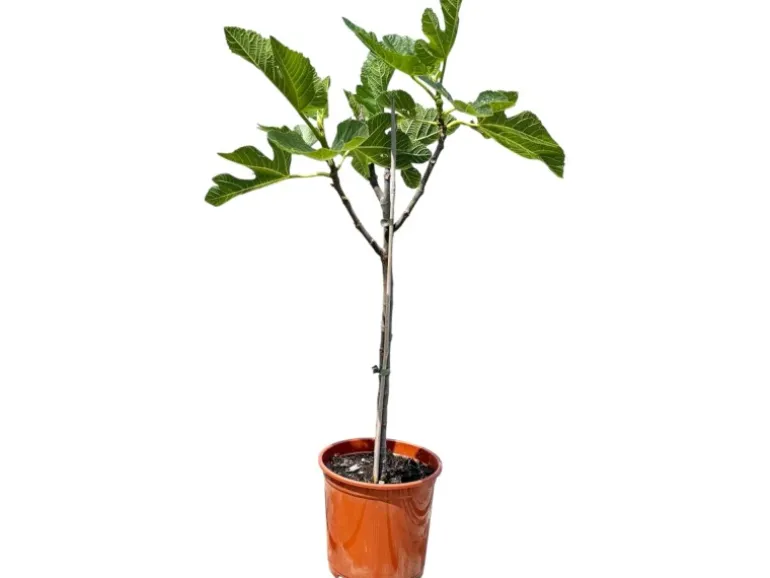Sunny-Tree Feigenbaum Obstbaum Ficus Carica mit Süße Essbare Feige 100 cm Winterhart bis -18