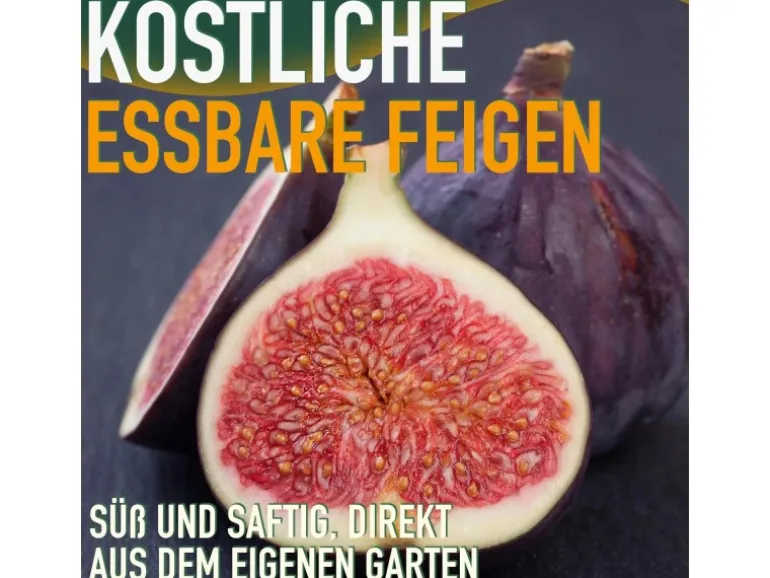 Sunny-Tree Feigenbaum Obstbaum Ficus Carica mit Süße Essbare Feige 100 cm Winterhart bis -18