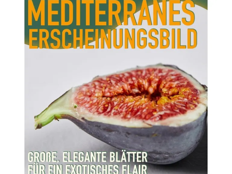 Sunny-Tree Feigenbaum Obstbaum Ficus Carica mit Süße Essbare Feige 100 cm Winterhart bis -18