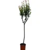 Sunny-Tree Granatapfelbaum  Winterharter Obstbaum Punica Granatum Höhe 160 Zentimeter
