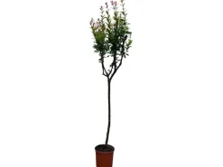 Sunny-Tree Granatapfelbaum  Winterharter Obstbaum Punica Granatum Höhe 160 Zentimeter