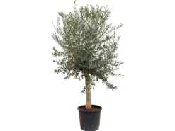 Sunny-Tree  Hochstämmiger Olivenbaum 170 Zentimeter Hoch Olea Europea 25 Jahre Alt Winterhart Bis -18° - Fruchtbildend Obstbaum