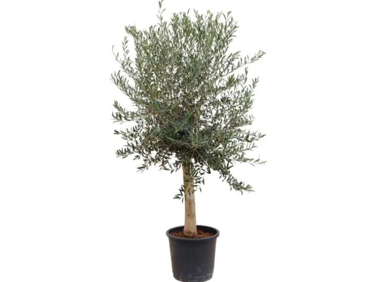 Sunny-Tree Hochstämmiger Olivenbaum 170 Zentimeter Hoch Olea Europea 25 Jahre Alt Winterhart Bis -18° - Fruchtbildend Obstbaum