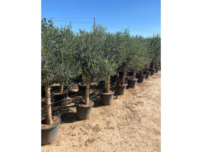 Sunny-Tree Hochstämmiger Olivenbaum 170 Zentimeter Hoch Olea Europea 25 Jahre Alt Winterhart Bis -18° - Fruchtbildend Obstbaum