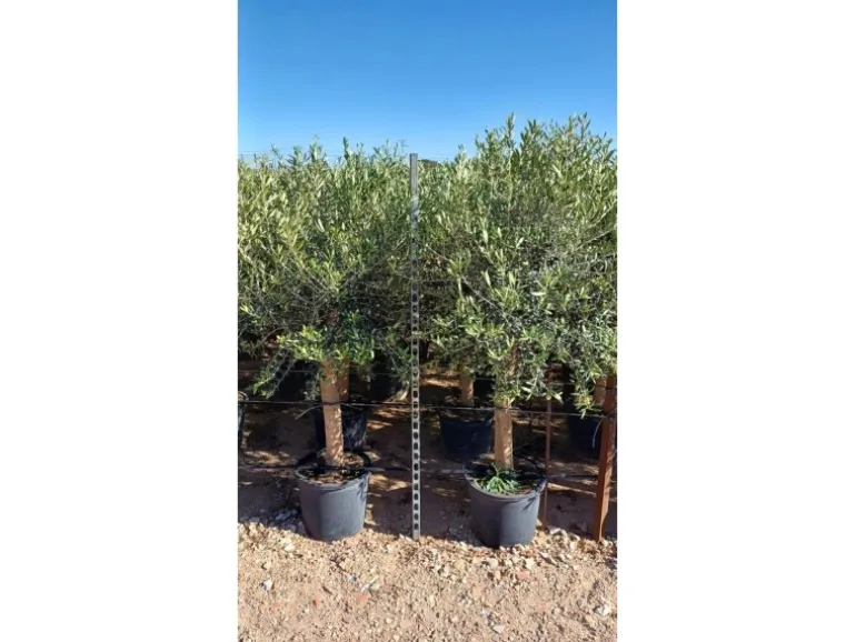 Sunny-Tree Hochstämmiger Olivenbaum 170 Zentimeter Hoch Olea Europea 25 Jahre Alt Winterhart Bis -18° - Fruchtbildend Obstbaum