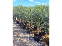 Sunny-Tree Hochstämmiger Olivenbaum 170 Zentimeter Hoch Olea Europea 25 Jahre Alt Winterhart Bis -18° - Fruchtbildend Obstbaum