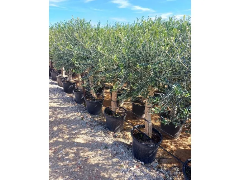 Sunny-Tree Hochstämmiger Olivenbaum 170 Zentimeter Hoch Olea Europea 25 Jahre Alt Winterhart Bis -18° - Fruchtbildend Obstbaum