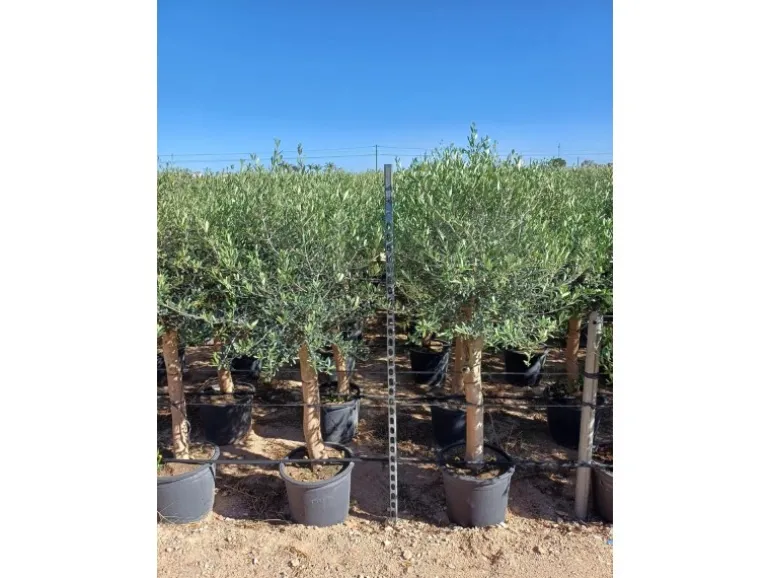 Sunny-Tree Hochstämmiger Olivenbaum 170 Zentimeter Hoch Olea Europea 25 Jahre Alt Winterhart Bis -18° - Fruchtbildend Obstbaum