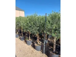 Sunny-Tree Hochstämmiger Olivenbaum 170 Zentimeter Hoch Olea Europea 25 Jahre Alt Winterhart Bis -18° - Fruchtbildend Obstbaum