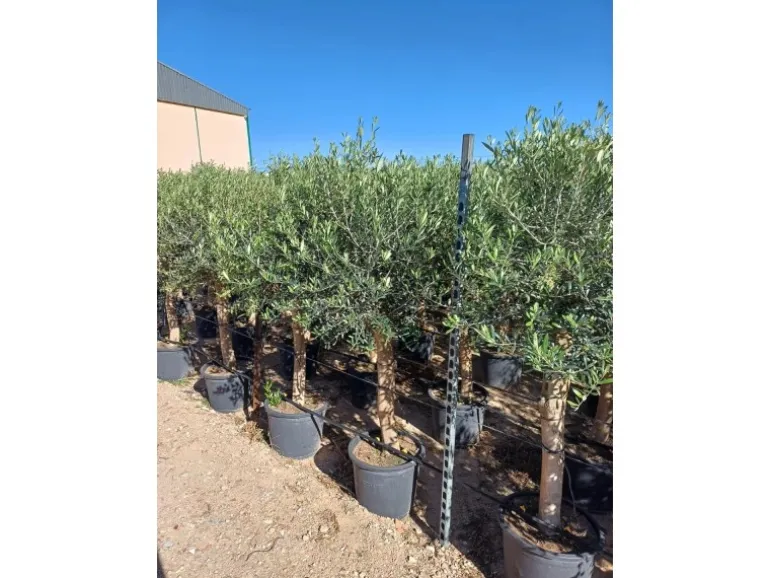 Sunny-Tree Hochstämmiger Olivenbaum 170 Zentimeter Hoch Olea Europea 25 Jahre Alt Winterhart Bis -18° - Fruchtbildend Obstbaum