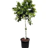Sunny-Tree Limettenbaum Große 160 Zentimeter Citrus Aurantifolia Obstbaum Fruchtbildend 8 Jähriger Limettenbaum