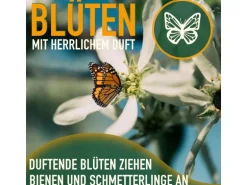 Sunny-Tree Limettenbaum Große 160 Zentimeter Citrus Aurantifolia Obstbaum Fruchtbildend 8 Jähriger Limettenbaum