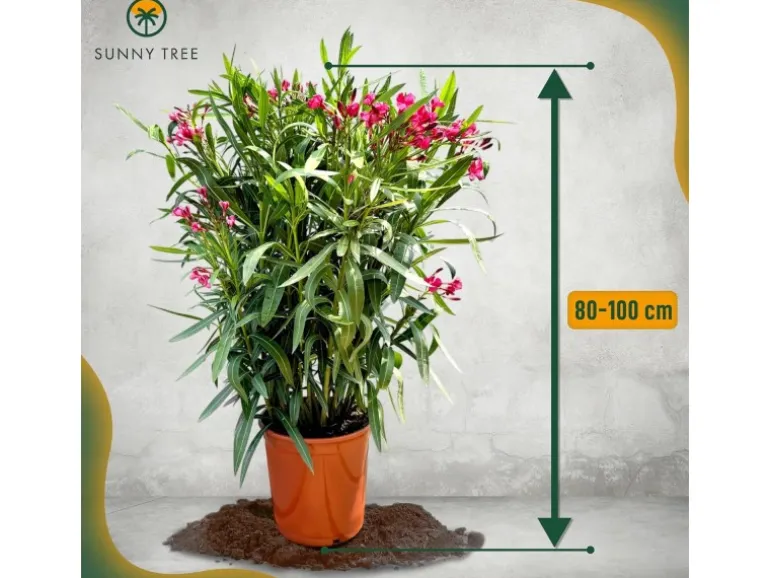 Sunny-Tree Oleander Farbe Rot 80/100 cm Nerium Oleander Pflanze für Draußen Immergrün im Winter Mediterrane Pflanze
