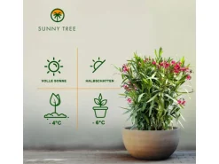 Sunny-Tree Oleander Farbe Rot 80/100 cm Nerium Oleander Pflanze für Draußen Immergrün im Winter Mediterrane Pflanze