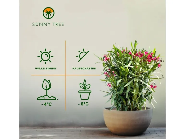 Sunny-Tree Oleander Farbe Rot 80/100 cm Nerium Oleander Pflanze für Draußen Immergrün im Winter Mediterrane Pflanze