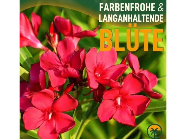 Sunny-Tree Oleander Farbe Rot 80/100 cm Nerium Oleander Pflanze für Draußen Immergrün im Winter Mediterrane Pflanze