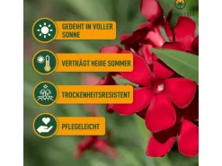 Sunny-Tree Oleander Farbe Rot 80/100 cm Nerium Oleander Pflanze für Draußen Immergrün im Winter Mediterrane Pflanze