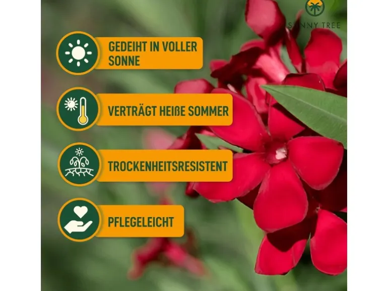 Sunny-Tree Oleander Farbe Rot 80/100 cm Nerium Oleander Pflanze für Draußen Immergrün im Winter Mediterrane Pflanze