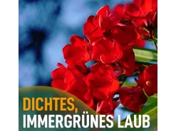 Sunny-Tree Oleander Farbe Rot 80/100 cm Nerium Oleander Pflanze für Draußen Immergrün im Winter Mediterrane Pflanze
