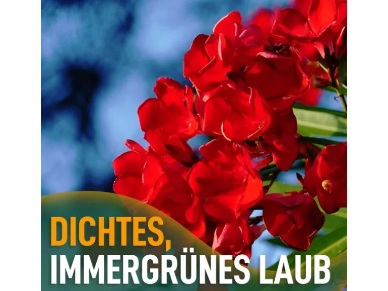 Sunny-Tree Oleander Farbe Rot 80/100 cm Nerium Oleander Pflanze für Draußen Immergrün im Winter Mediterrane Pflanze