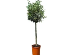 Sunny-Tree  Olivenbaum 8 Jahre alt 130 Zentimeter Hoch Olea Europea Winterhart Bis -18° Fruchtbildend - Obstbaum Sonnige Standorte